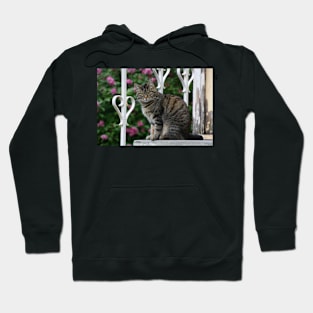 The cat on the stairs Hoodie